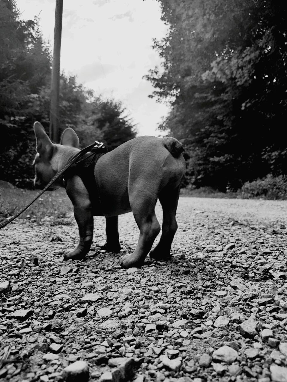 DOG ON STREET