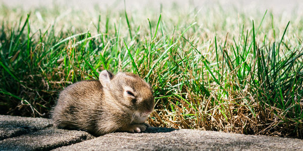Baby rabbit on footpath