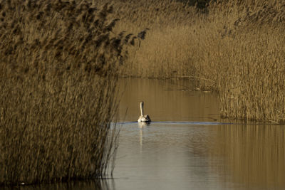 Bird swimming in lake