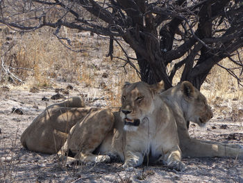 Two lions are resting under a bush in the etosha national park in namibia