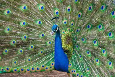 Male peacock displaying multicoloured, blue, green, gold, feathers in mating show fanned display