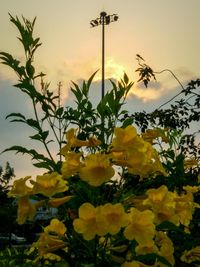 Low angle view of yellow flowers
