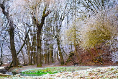 Trees in forest during winter