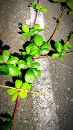 Plants growing on a tree