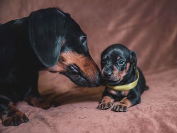 Close-up of a dog