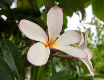 Close-up of frangipani blooming outdoors