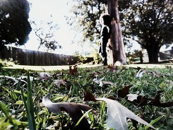 Trees and plants on field