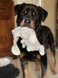 Close-up of dog looking at home
