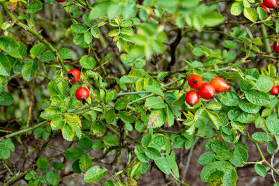 Close-up of red berries growing on plant