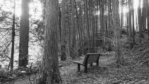 Empty bench in forest