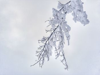 Close-up of tree against sky