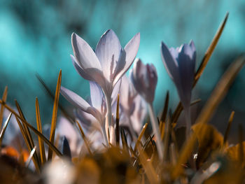 Close-up of white flowering plant against blurred background