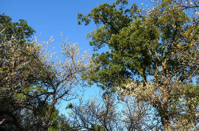 Low angle view of trees against blue sky