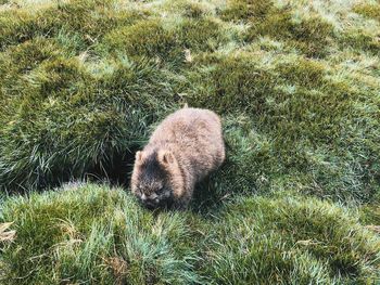 View of sheep on grass