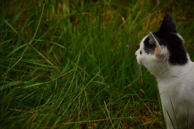 Close-up of cat on field