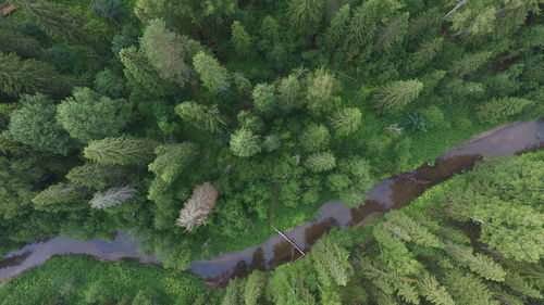 Scenic view of tree growing in forest