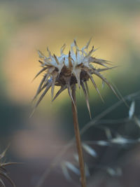 Close-up of wilted plant on field