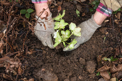 Hands of man planting flower