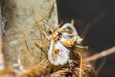 Close-up of spider