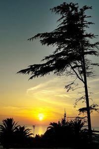 Silhouette of trees during sunset