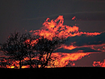 Close-up of tree against sky at night