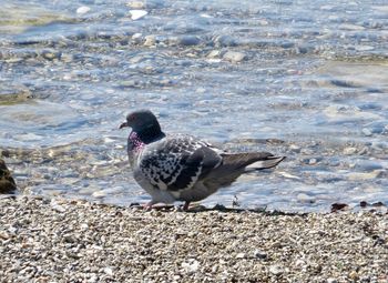 High angle view of seagull on beach