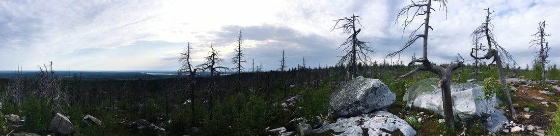 Panoramic shot of bare trees on land against sky