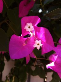 Close-up of pink flowers