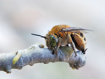 Close-up of bee