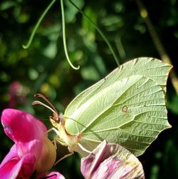 Close-up of insect on flower