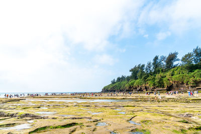 Reefs and seaweed on the coast of weizhou island, guangxi, china