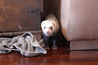 Portrait of ferret on floor