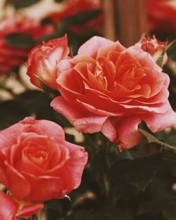 Close-up of rose bouquet