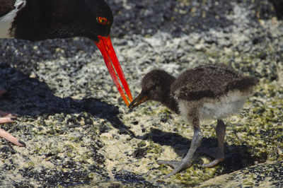 Young american oystercatcher fed by parent. 16 days old. santa cruz island, galápagos 