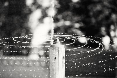 Close-up of spider web