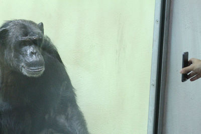Cropped image of hand photographing chimpanzee through mobile phone