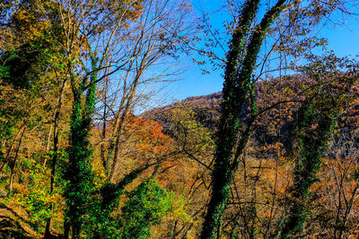 Low angle view of trees against sky during autumn