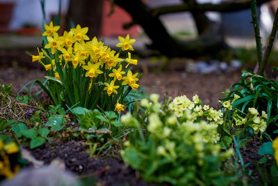 Close-up of yellow flowering plants