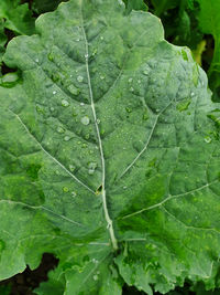 Close-up of raindrops on leaves