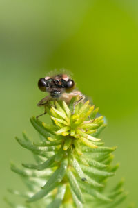 Close-up of bee pollinating flower