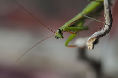 Close-up of grasshopper