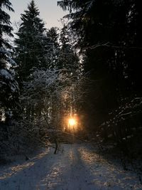 Trees on snow covered field against sky