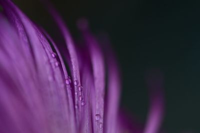 Macro shot of rain drops on purple flower petal