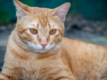 Close-up portrait of cat