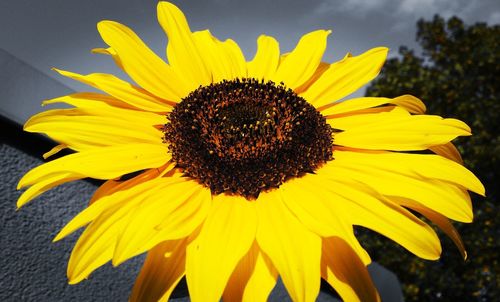 Close-up of sunflower