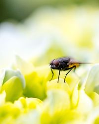 Close-up of insect on yellow flower