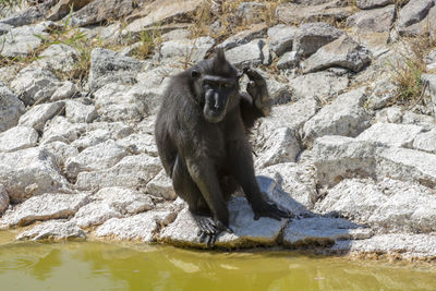 Monkey sitting on rock