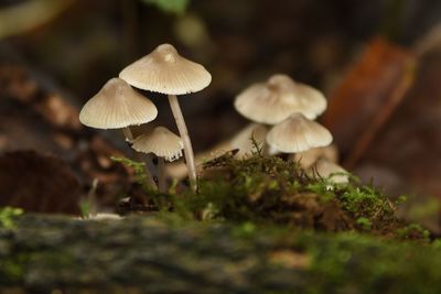 Close-up of mushroom growing in forest