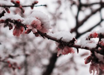 Close-up of frozen flowers on branch