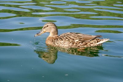 Duck swimming in lake